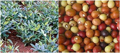 Optimal production areas of underutilized indigenous crops and their role under climate change: Focus on Bambara groundnut